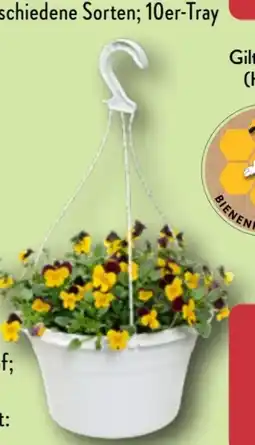 Aldi Nord Gardenline Viola-Ampelpflanzen Angebot