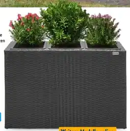 Aldi Nord Casaria Polyrattan-Pflanzkübel Angebot