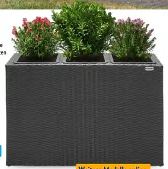 Aldi Nord Casaria Polyrattan-Pflanzkübel Angebot