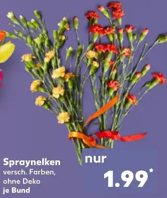 Kaufland Spraynelken Angebot