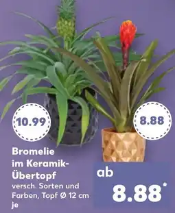 Kaufland Bromelie im Keramik Übertopf Angebot