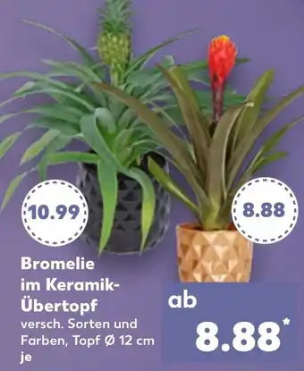 Kaufland Bromelie im Keramik Übertopf Angebot