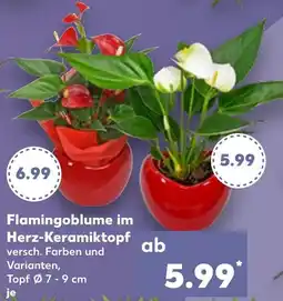 Kaufland Flamingoblume im Herz-Keramiktopf Angebot