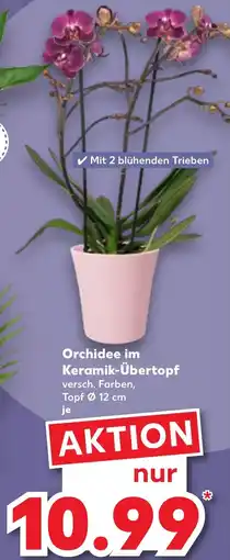 Kaufland Orchidee im Keramik-Übertopf Angebot