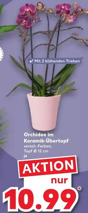 Kaufland Orchidee im Keramik-Übertopf Angebot