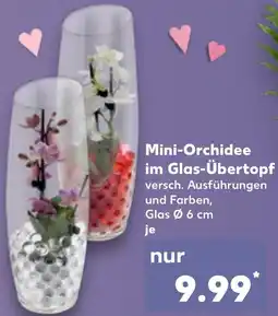 Kaufland Mini-Orchidee im Glas-Übertopf Angebot