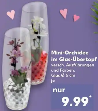 Kaufland Mini-Orchidee im Glas-Übertopf Angebot