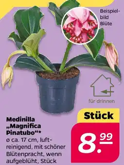 NETTO Medinilla ,,Magnifica Pinatubo" Angebot