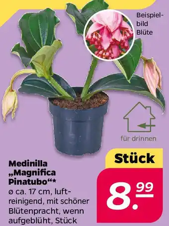 NETTO Medinilla ,,Magnifica Pinatubo" Angebot