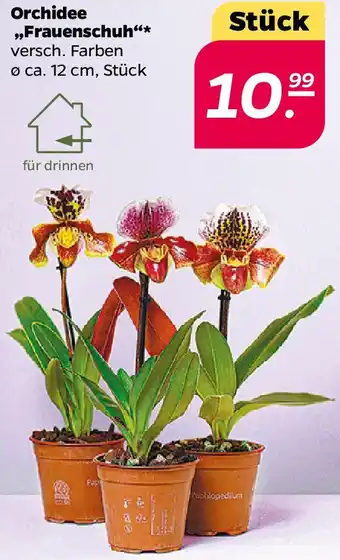 NETTO Orchidee ,,Frauenschuh" Angebot