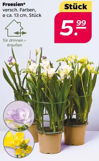 NETTO Freesien Angebot