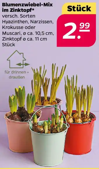 NETTO Blumenzwiebel-Mix im Zinktopf Angebot