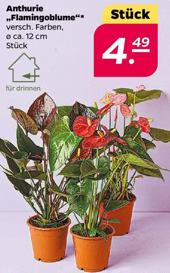 NETTO Anthurie ,,Flamingoblume" Angebot