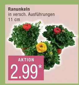 Marktkauf Ranunkeln Angebot