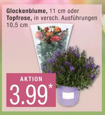 Marktkauf Glockenblume oder topfrose Angebot