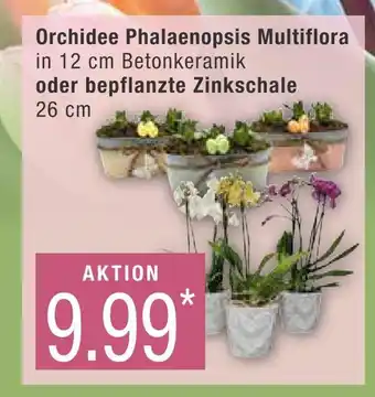 Marktkauf Orchidee phalaenopsis multiflora oder bepflanzte zinkschale Angebot