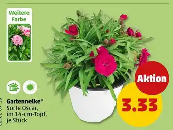 PENNY Oscar gartennelke Angebot