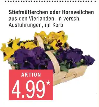 Marktkauf Stiefmütterchen oder hornveilchen Angebot