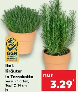 Kaufland Ital. Kräuter in Terrakotta Angebot