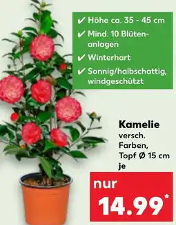 Kaufland Kamelie Angebot