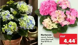 Kaufland Hortensie Angebot