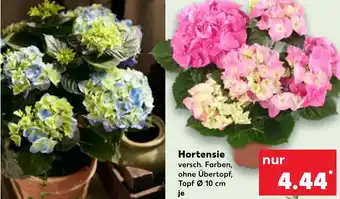 Kaufland Hortensie Angebot