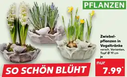 Kaufland Zwiebelpflanzen in Vogeltränke Angebot