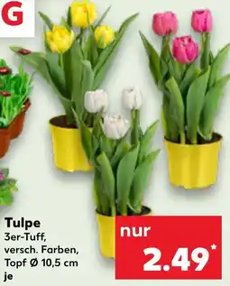 Kaufland Tulpe Angebot