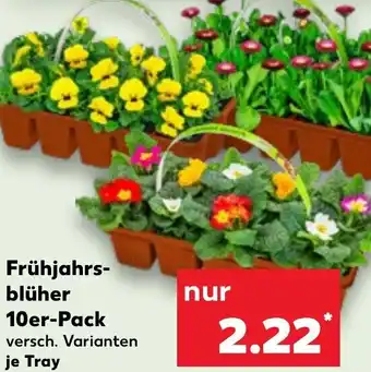 Kaufland Frühjahrsblüher 10er-Pack Angebot