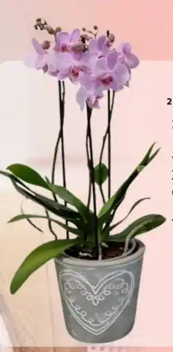 Edeka Phalaenopsis Schmetterlingsorchideen Angebot