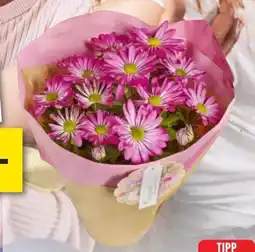 Edeka Chrysanthemen Angebot