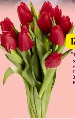 Edeka Tulpenstrauß XL Angebot