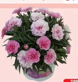 Edeka Dianthus Gartennelken Trio Angebot