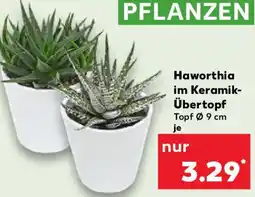 Kaufland Haworthia im Keramik- Übertopf Angebot