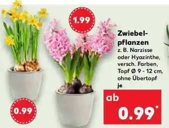 Kaufland Zwiebel- pflanzen Angebot