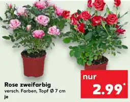 Kaufland Rose zweifarbig Angebot