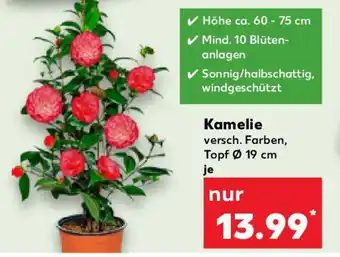 Kaufland Kamelie Angebot