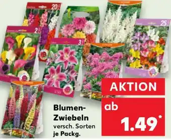 Kaufland Blumen- Zwiebeln Angebot