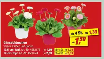 toom Baumarkt Gänseblümchen Angebot