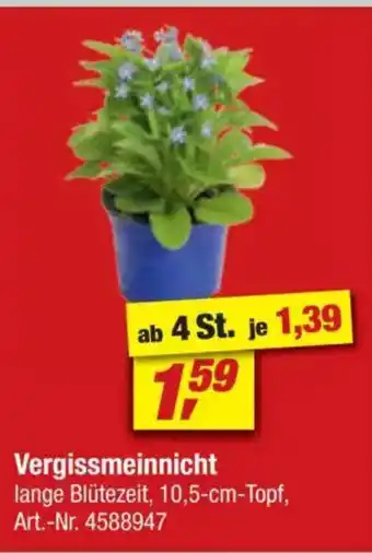 toom Baumarkt Vergissmeinnicht Angebot