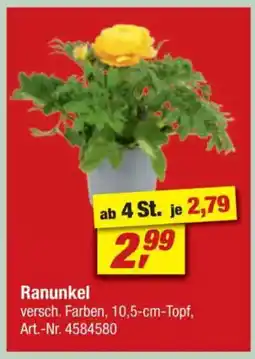 toom Baumarkt Ranunkel Angebot