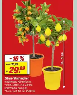 toom Baumarkt Zitrus-Stämmchen Angebot