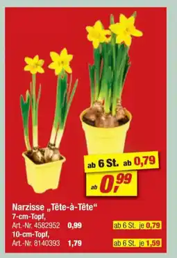 toom Baumarkt Narzisse,,Tête-à-tête" Angebot