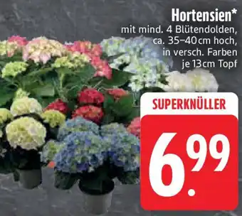 Edeka Hortensien Angebot