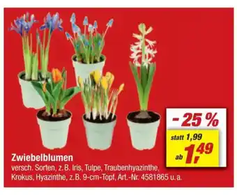 toom Baumarkt Zwiebelblumen Angebot