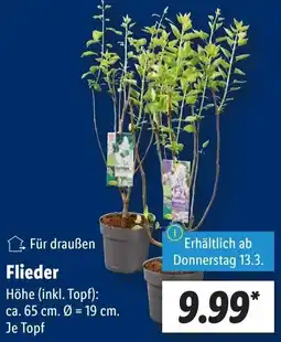 Lidl Flieder Angebot