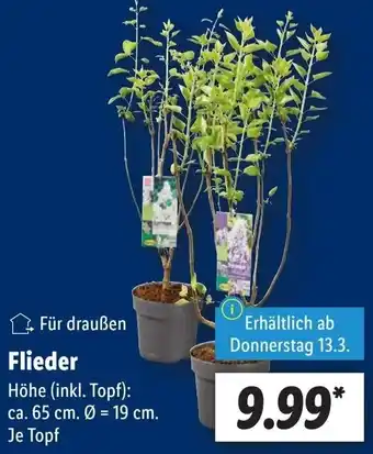 Lidl Flieder Angebot