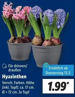 Lidl Hyazinthen Angebot