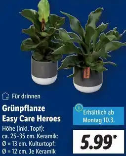 Lidl Grünpflanze Easy Care Heroes Angebot