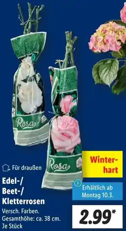 Lidl Edel-/ Beet-/ Kletterrosen Angebot